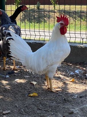 Leghorn petlovi 