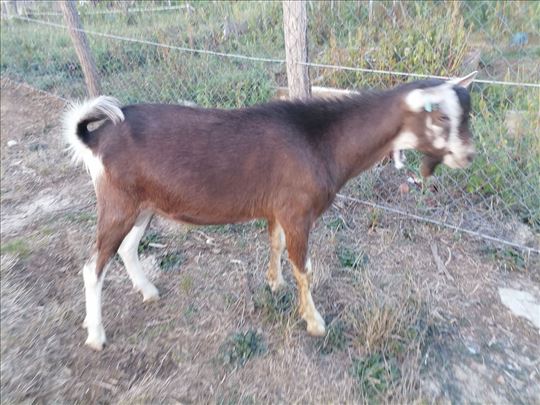 Prodajem Togenburškog jarca