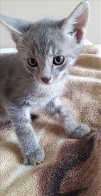 Malo mačence Dušica traži dom