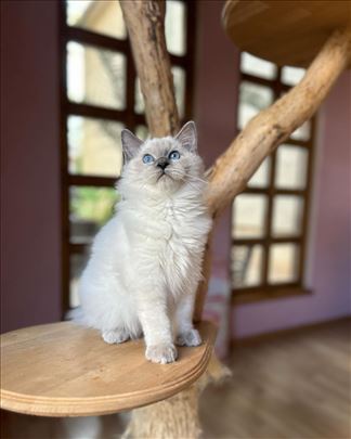 Ragdoll, mače