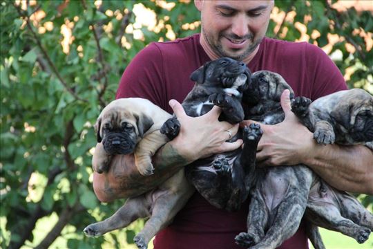 Presa Canario štenci