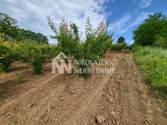 Grocka,Potes Kozjak,ekološka  parcela ID#1288