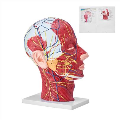 Realni anatomski model glave