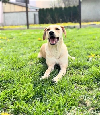 Labrador na Poklon