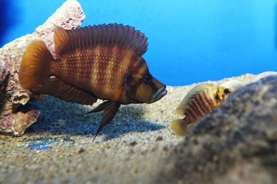 Altolamprologus Compressiceps FireFin