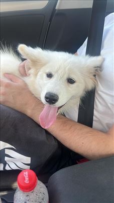 Samojed