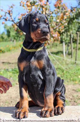 Doberman štenci vrhunske krvne linije