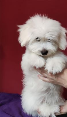 Tulearski pas / Coton de Tulear