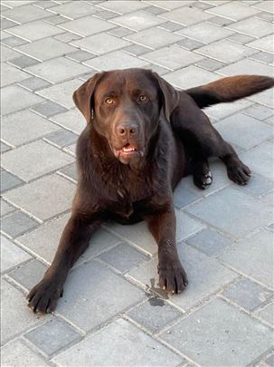 Labrador retriver, štene