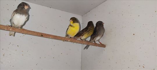 Kanarinci-slavujari !