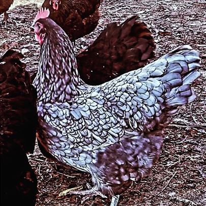 Australorp jaja za nasad - inkubator