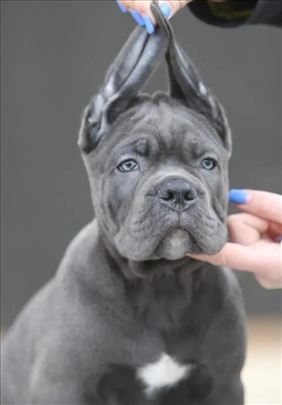 Cane Corso Kane Korso TOP KVALITET