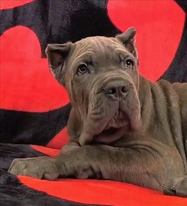 Cane Corso Kane Korso štenci 