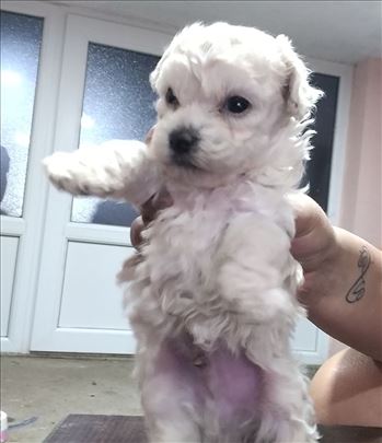 Maltipoo (pudla, mini maltezer) cena dogovor 