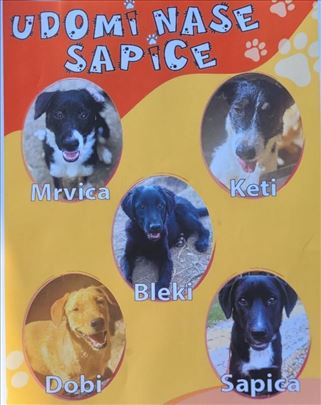 Zaljubi se na prvi pogled – pet malih čupavaca