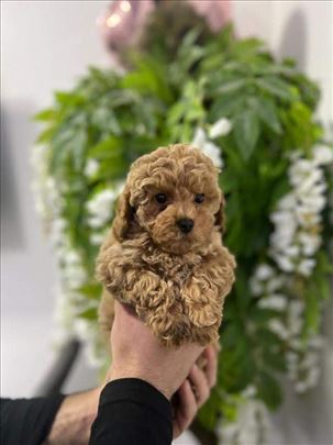 Maltipoo, štene