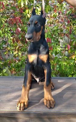 Doberman, muško i žensko štene