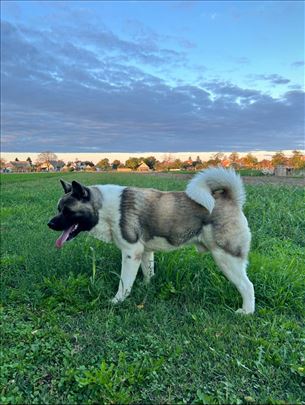 Akita mužijak za parenje