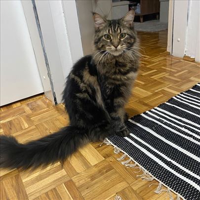 Maine Coon , mlada mačka