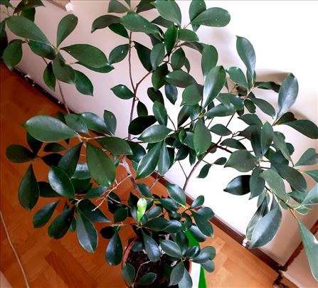 Ficus ginseng (microscarpa), visina 80 cm