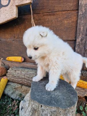 Samojed, štene