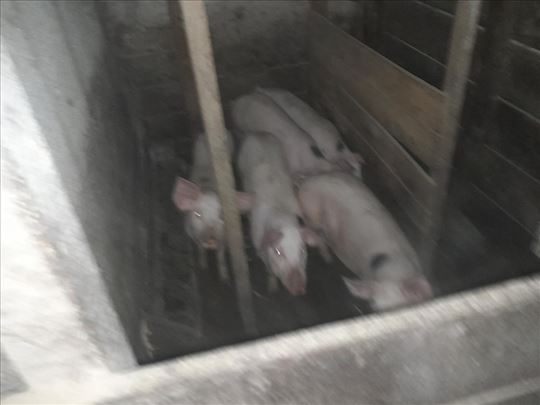 Na prodaju domaća prasad 