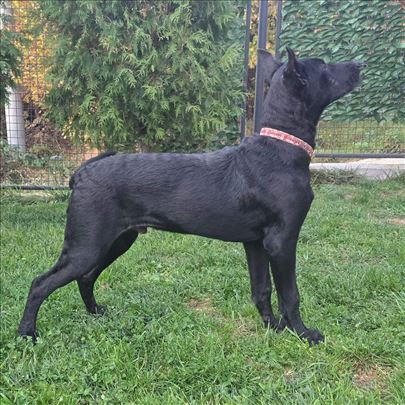 Xoloitzcuintle štene, dečak