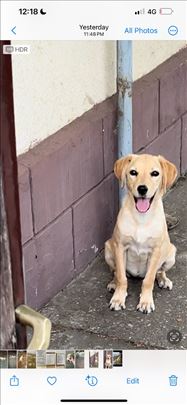 Labrador retriver, štene