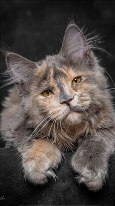 Maine Coon, mače