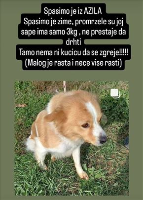 Nemački špic, odrastao pas oko 4 kg