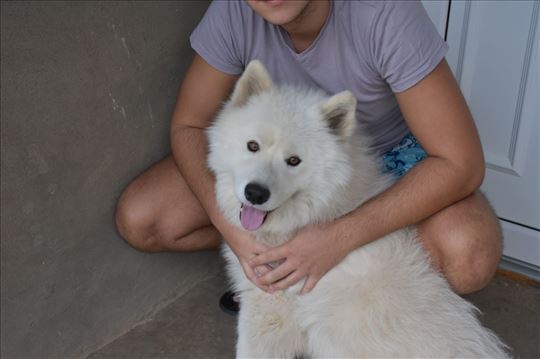 Samojed, odrastao pas