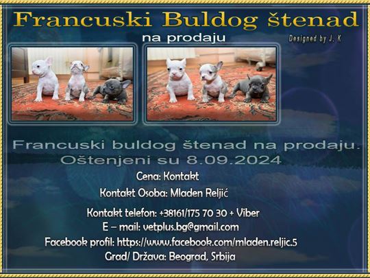 Francuski buldog, štene