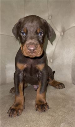 Doberman , štene