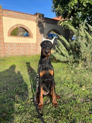 Doberman, ženka