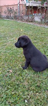 Labrador retriver, štene