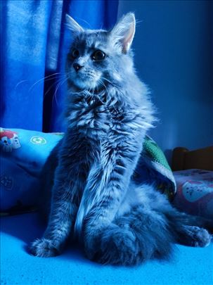 Maine Coon, mače