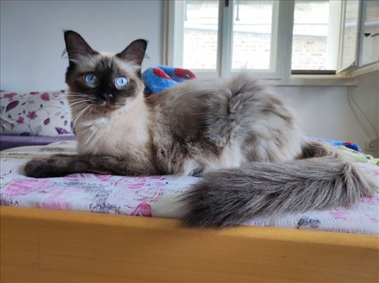 Ragdoll , odrasla mačka