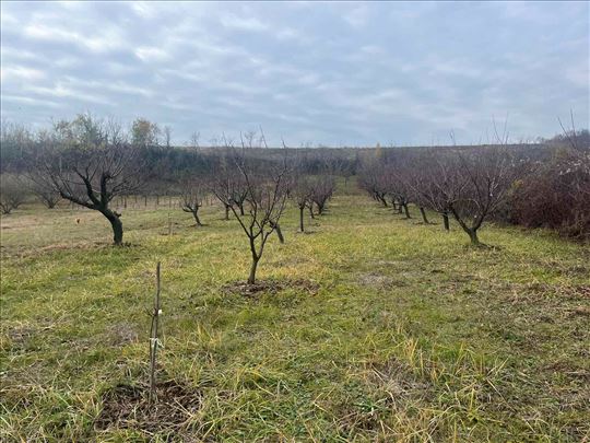 Poljoprivredno zemljište sa voćem 2600m2 u Krušedo