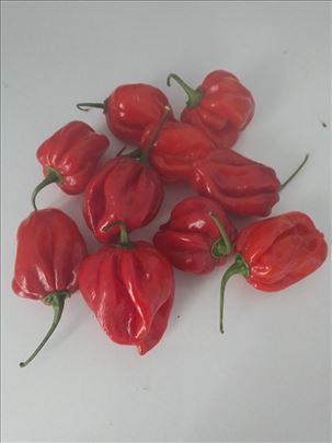 Habanero paprika