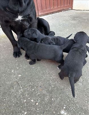 Na prodaju Cane Corso štenci