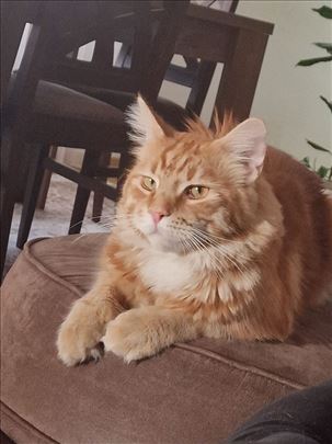 Maine Coon, mlada mačka