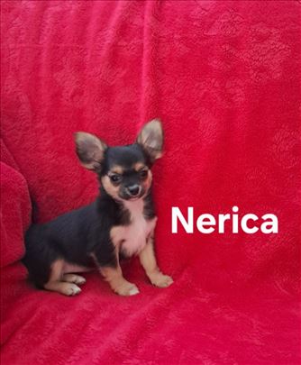 Micro dugodlaka i kratkodlaka čivava, štene