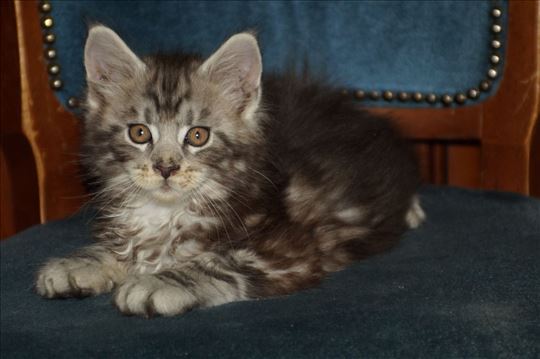 Maine Coon , mače