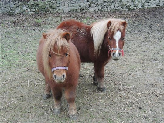 Poni pastuv i kobila