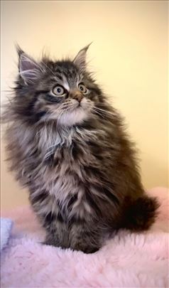 Maine Coon, čistokrvni mačići