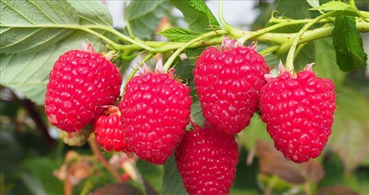 Sky maline sadnice