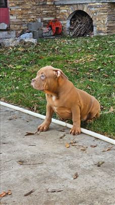 American bully 