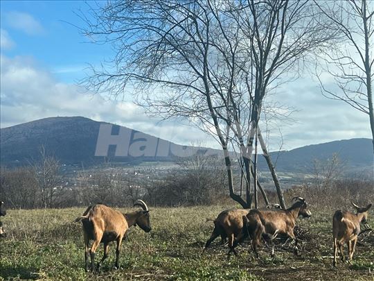 Parče raja od Kosmaja-mali placevi