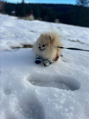 Pomeranac mini za parenje