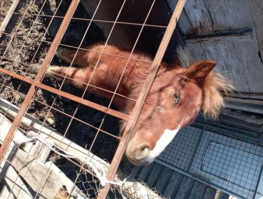 Poni konj na prodaju 450 EUR zadnja cena